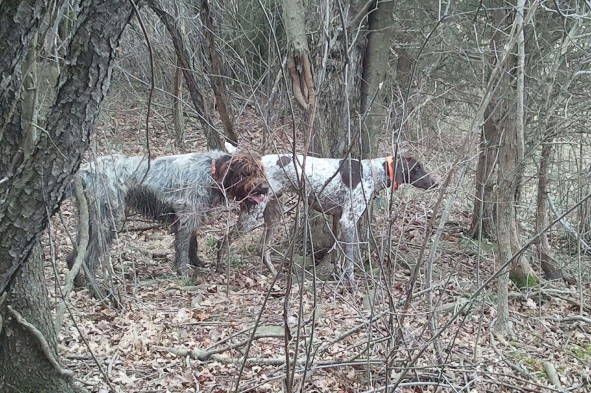 Hunting dogs in the woods