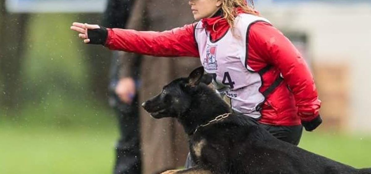 German shepherd at the Working Dog Championship