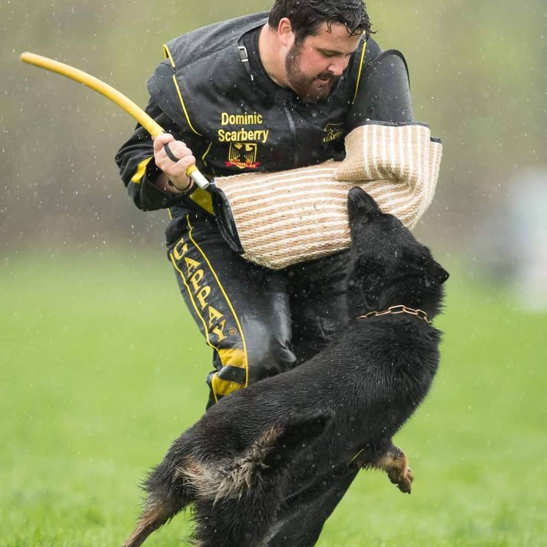 German Shepherd at the Working Dog Championship
