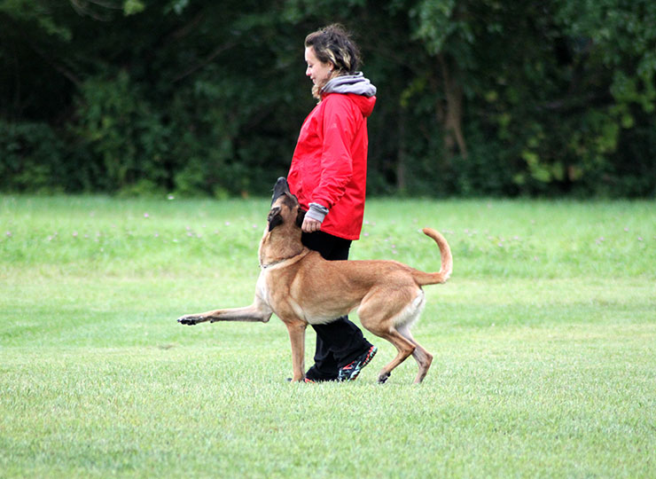 Blitz Pet Pros dog training