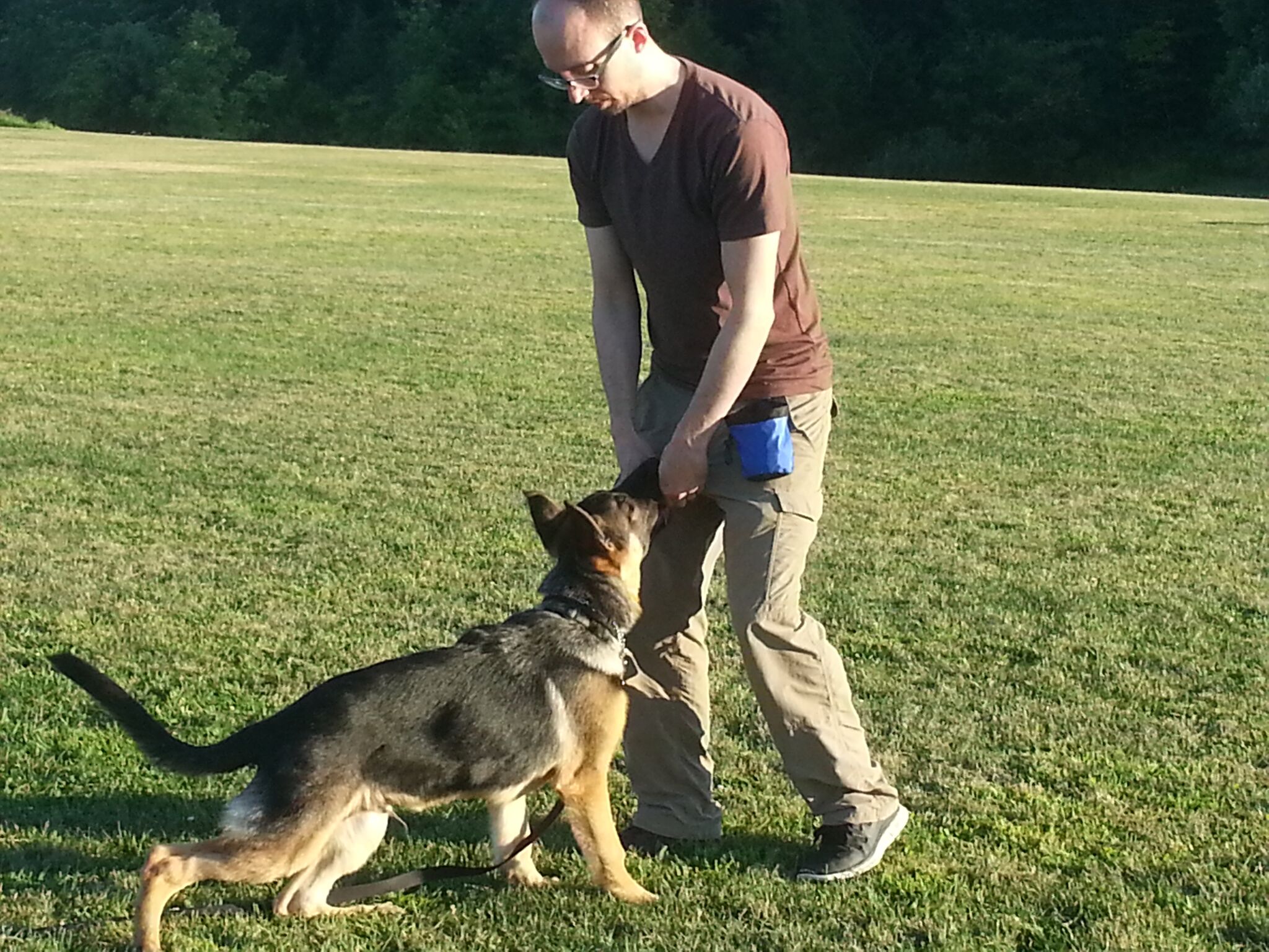 Dog training services