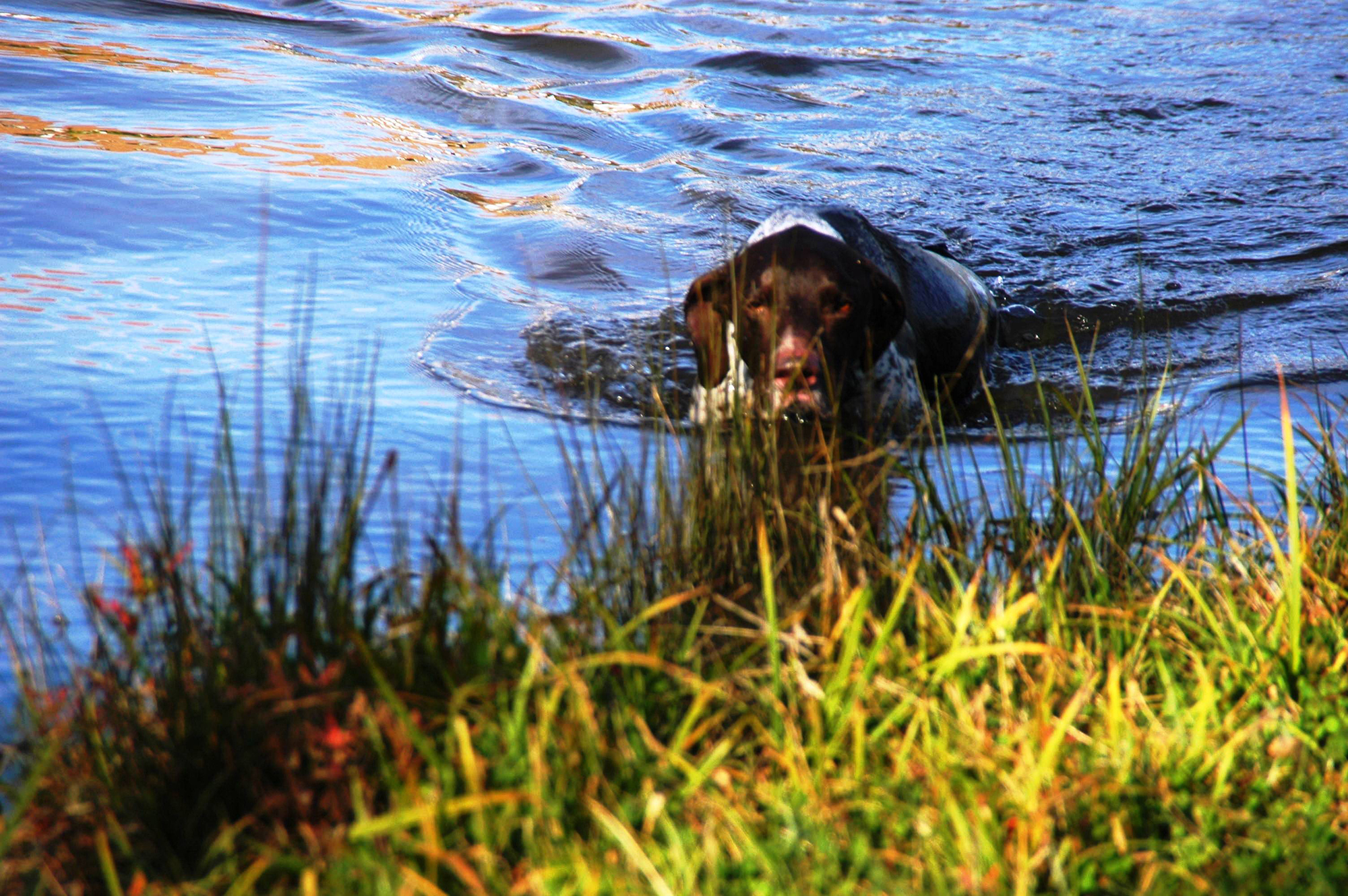 Hunting and small game dog swimming